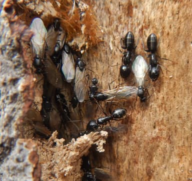 Camponotus fallax photo 71