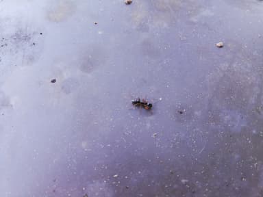 Camponotus fallax photo 72