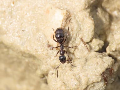 Camponotus fallax photo 74