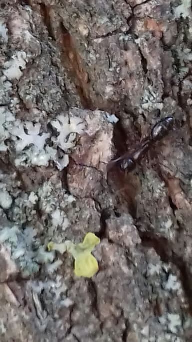 Camponotus fallax photo 75