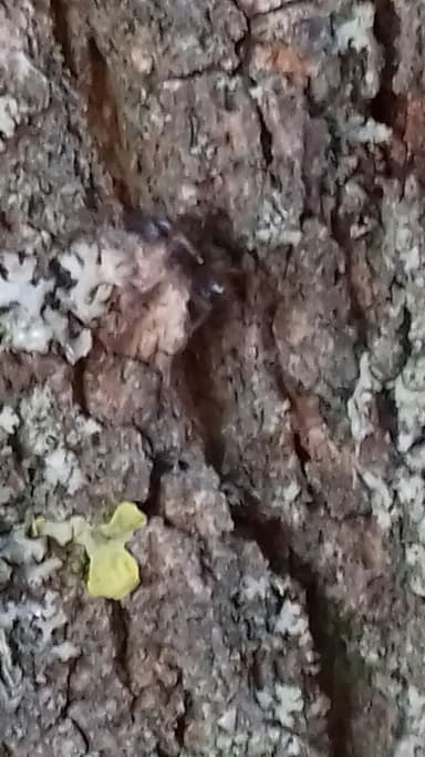 Camponotus fallax photo 76