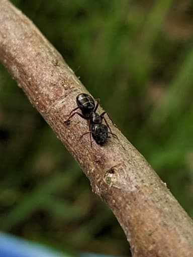 Camponotus fallax photo 78