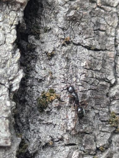 Camponotus fallax photo 81