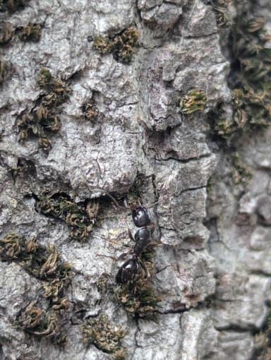 Camponotus fallax photo 84