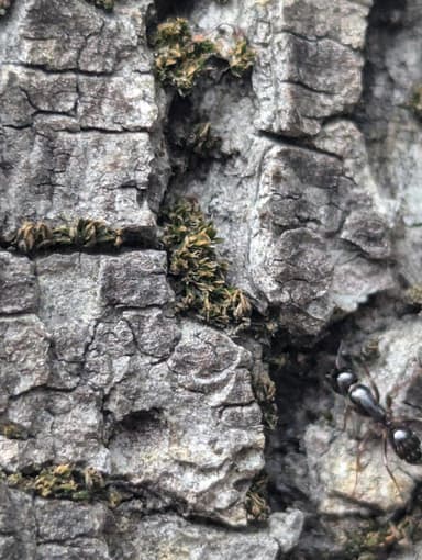 Camponotus fallax photo 85