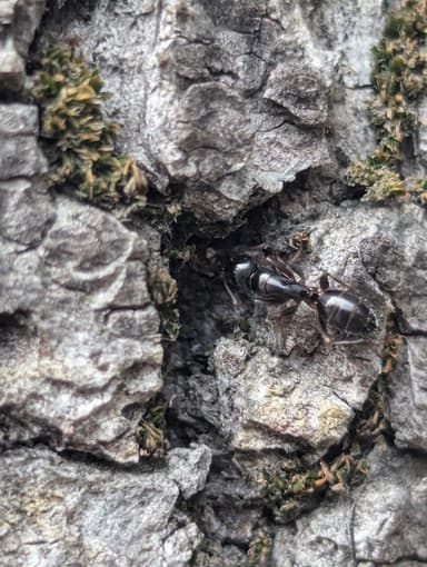 Camponotus fallax photo 86