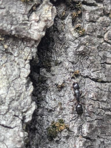 Camponotus fallax photo 87