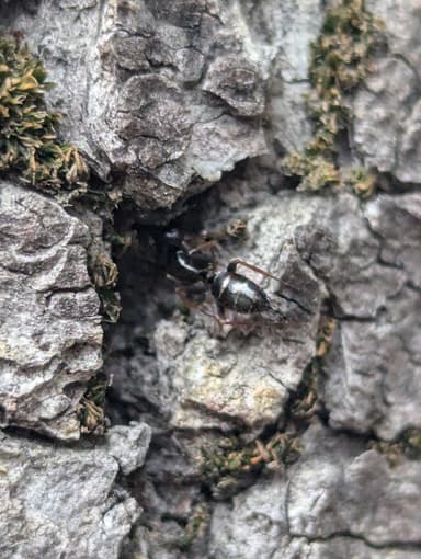 Camponotus fallax photo 88