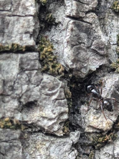 Camponotus fallax photo 89