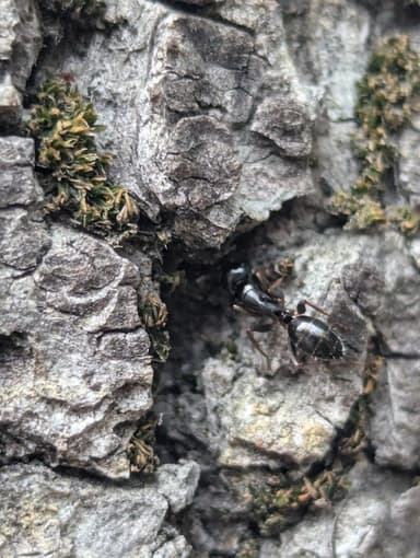 Camponotus fallax photo 90