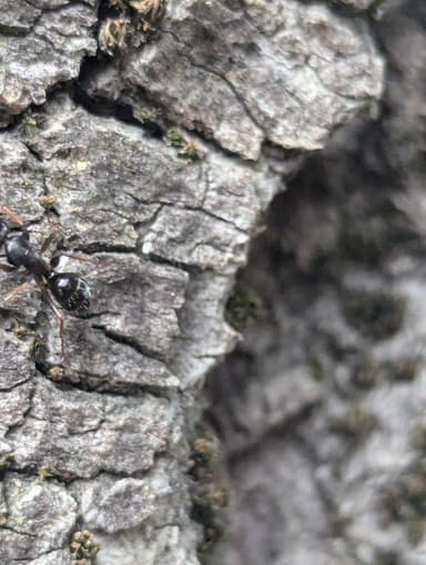 Camponotus fallax photo 91