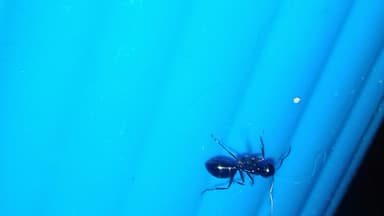 Camponotus fallax photo 94