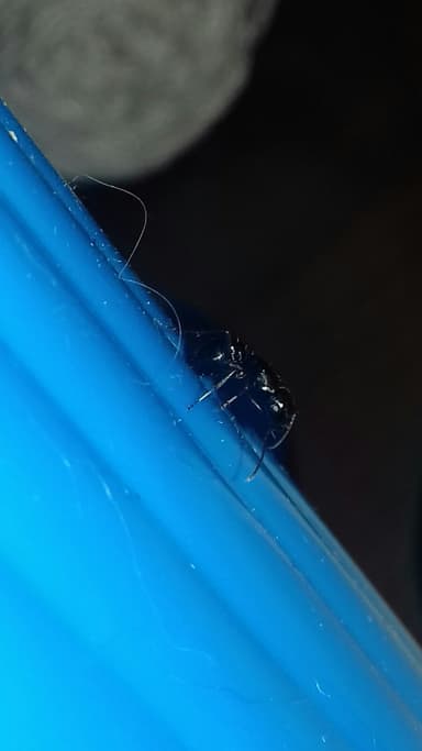 Camponotus fallax photo 95