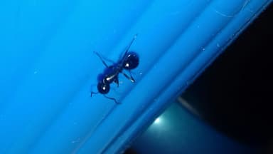 Camponotus fallax photo 98