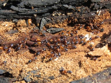 Camponotus fallax photo 100