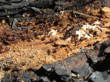Camponotus fallax photo 102