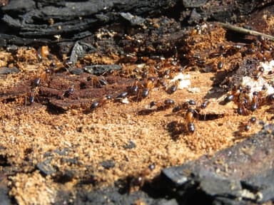 Camponotus fallax photo 104