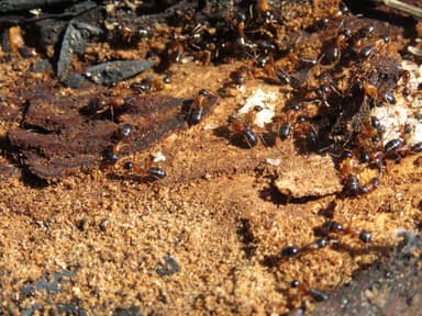 Camponotus fallax photo 105