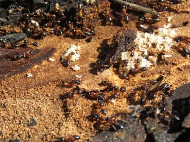 Camponotus fallax photo 106