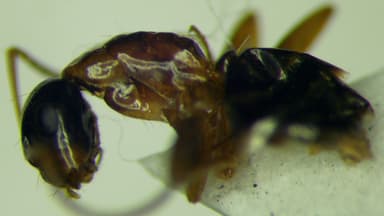 Camponotus fallax photo 109