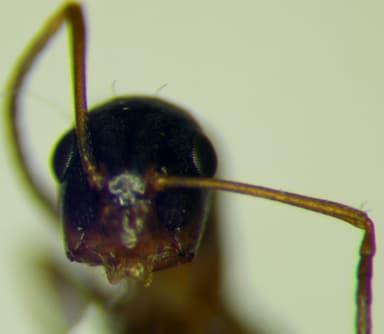 Camponotus fallax photo 110