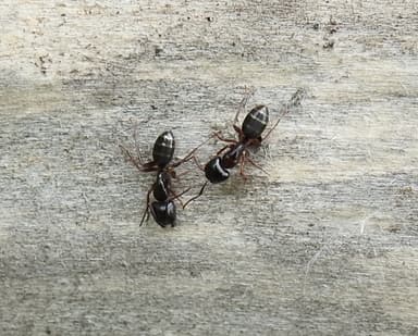 Camponotus fallax photo 111