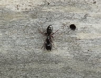 Camponotus fallax photo 112