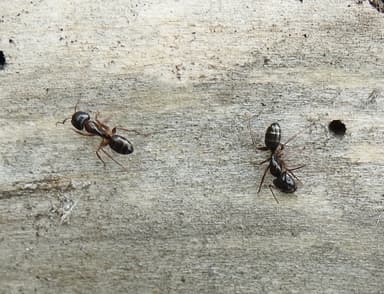 Camponotus fallax photo 113