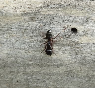 Camponotus fallax photo 114