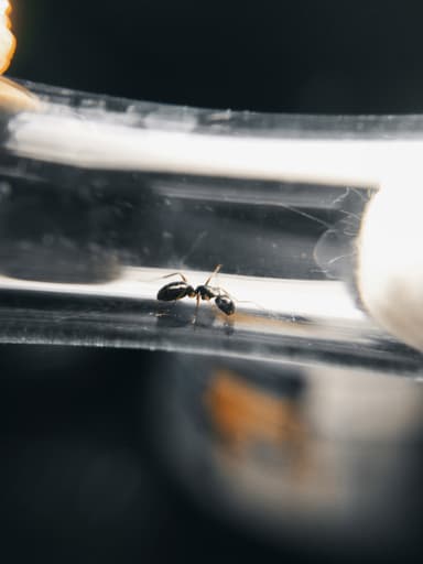 Camponotus fallax photo 116