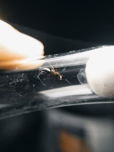 Camponotus fallax photo 117