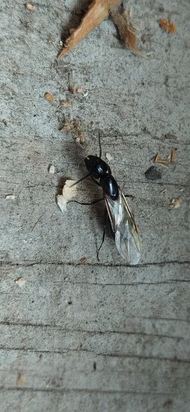 Camponotus fallax photo 118