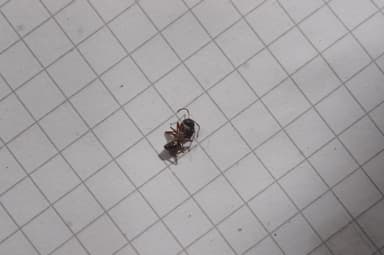 Camponotus fallax photo 119