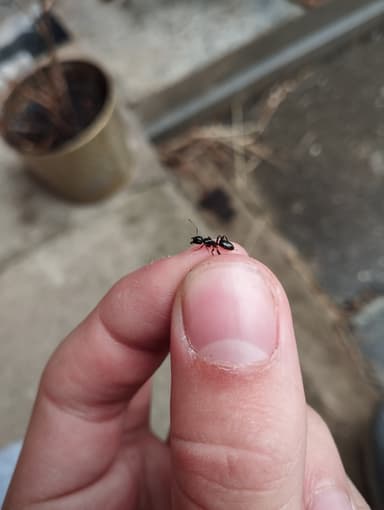 Camponotus fallax photo 121