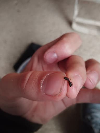 Camponotus fallax photo 122