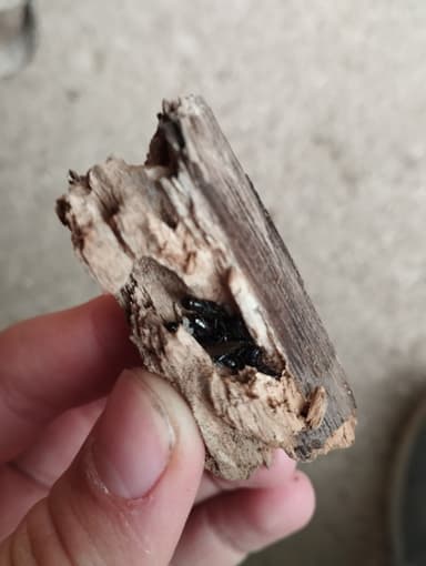 Camponotus fallax photo 123
