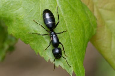 Camponotus fallax photo 125