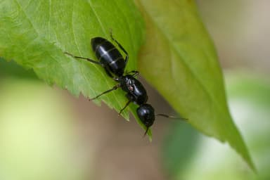Camponotus fallax photo 127