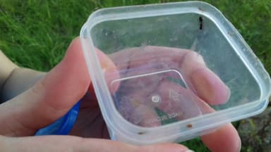 Camponotus fallax photo 134