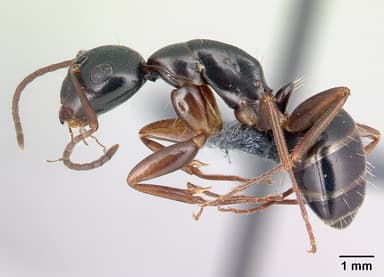 Camponotus fallax — queen photo 8