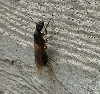 Camponotus fellah — queen photo 1