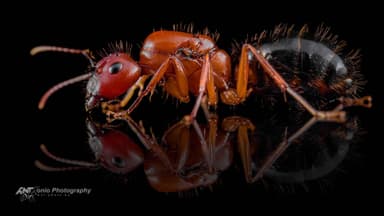 Camponotus floridanus — queen photo 1