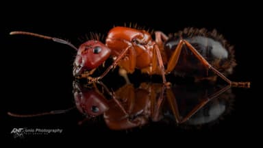Camponotus floridanus — queen photo 2