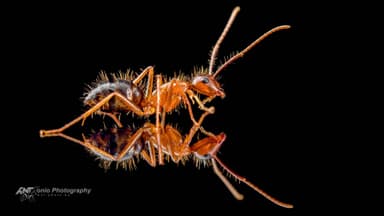 Camponotus floridanus — worker photo 3