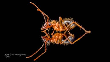 Camponotus floridanus — worker photo 5