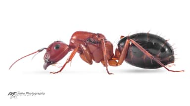 Camponotus floridanus — queen photo 6