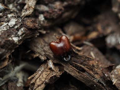 Camponotus floridanus photo 26