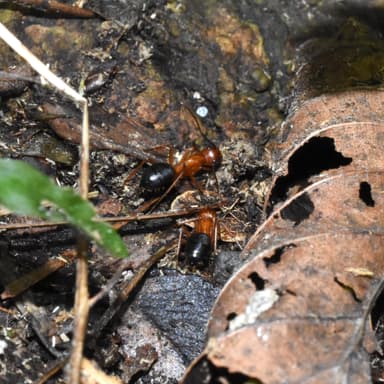 Camponotus floridanus photo 27