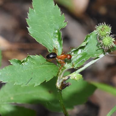 Camponotus floridanus photo 28