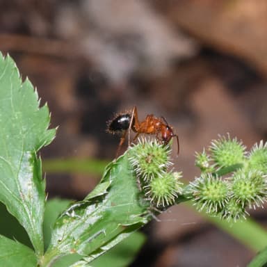 Camponotus floridanus photo 29